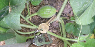 Melone_Innestato.jpg
