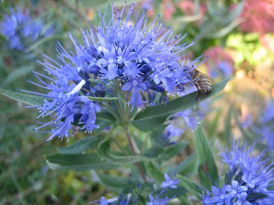 Caryopteris_Kew_Blue_34932.jpg