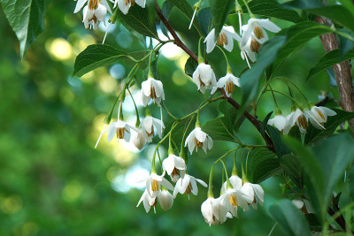 styrax_japonica.jpg