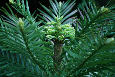 wollemia_nobilis.jpg