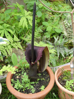 2021-06-12 Typhonium.jpg