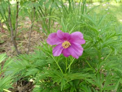2021-06-12 Paeonia veitchii 1.jpg