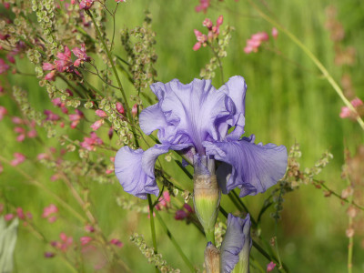 2021-06-12 Iris 'Maui Surf' 2.jpg