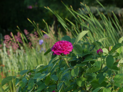 2021-06-12 Rose de Resht.jpg