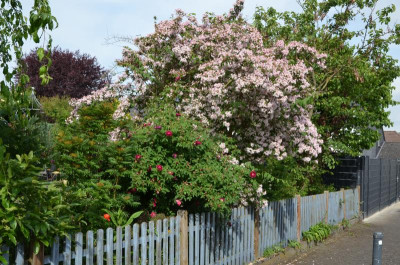 DSC_1422.JPG