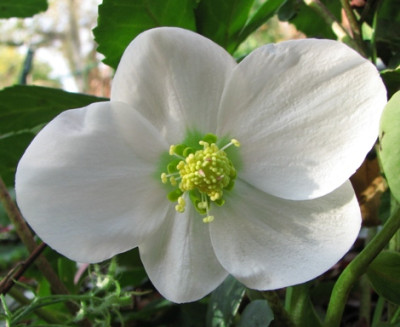 28.10.07_Helleborus_niger_Praecox.JPG