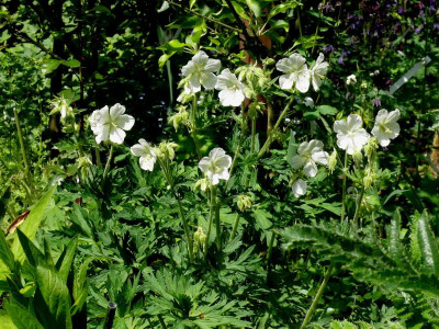 _G. unklar weiß_801.JPG