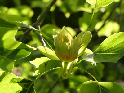 2021-06-12 Liriodendron tulipifera 'Aureomarginata'.jpg