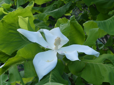 2021-06-12 Magnolia macrophylla 'Ashei' 1.jpg