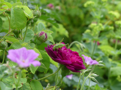 2021-06-12 Gartenimpressionen 1.jpg
