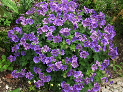 G. x magnificum_Ga 2_RIMG0525.JPG