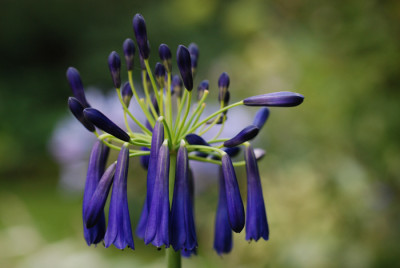 Aga-inapertus-pendula-2.jpg