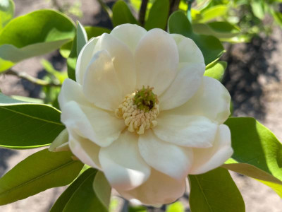 Magnolia virginiana Juni 2021.jpg