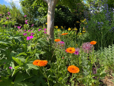 Garten Juni 2021.jpg