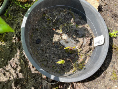 Carya ovata Germination Jun2 2021.jpg