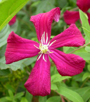 Clematis_Mme._Julia_Correvon.jpg