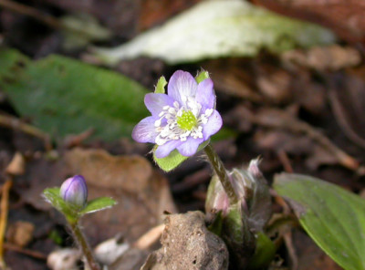 Hepatica_10.1.08.jpg