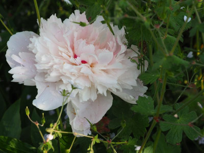 Paeonia NM P6100387.JPG