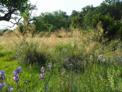 Stipa gigantea P6100378.JPG
