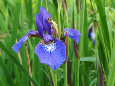 Iris sibirica Prussian Blue P6100351.JPG