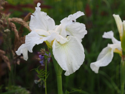 Iris sibirica weiß vielleicht erste Sahne P6100349.JPG