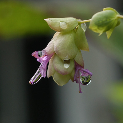 tropfen_oregano_07573.jpg