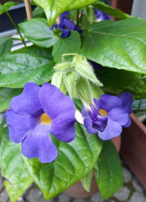 bl thunbergia.jpg