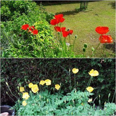 UpdateMohn.jpg