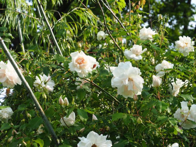 Rosa noisettiana Mme Alfred Carrière P6100354.JPG