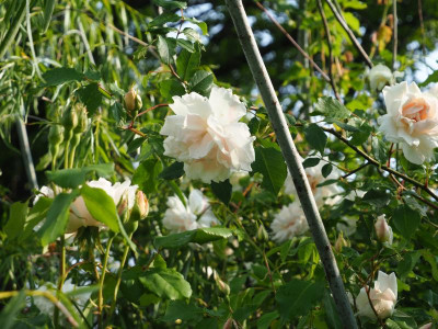 Rosa noisettiana Mme Alfred Carrière P6100358.JPG