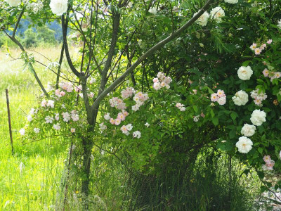 Rosa 2 b R. multiflora Souvenir de Carmen Figueroa-Meyer R. Mme Alfred Carrière S. Blue Streak P6120474.JPG