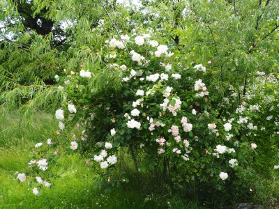 Rosa 2 g R. multiflora Souvenir de Carmen Figueroa-Meyer R. Mme Alfred Carrière S. Blue Streak P6120480.JPG