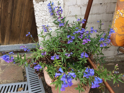 2021-06-13 Penstemon-Kübel 2.JPG