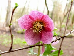 H.or._rosa.JPG