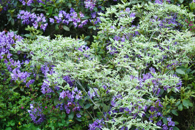 cornus_rhodo.jpg