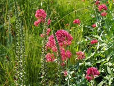 Digitalis Centranthus P6100402.JPG