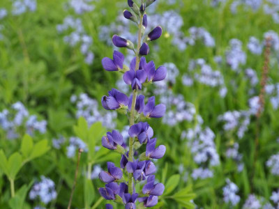 Baptisia Rhazya b P6120435.JPG