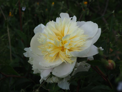 'Primevère' P6120448.JPG