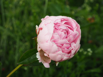 Sarah Bernhardt P6120462.JPG