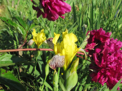 Iris variegata 1.JPG