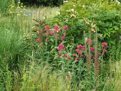 Digitalis Parviflora Galgenhohl Spornblume P6120486.JPG