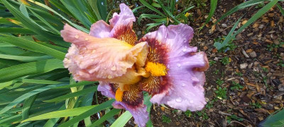 20210613_072929.jpg