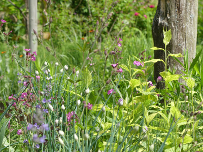 2021-06-13 Gartenimpressionen 1.jpg