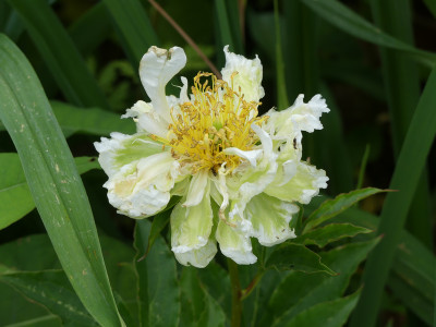 2021-06-13 Paeonia 'Green Halo'.jpg