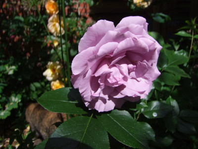 2021_0315MitteJuni130008.JPG