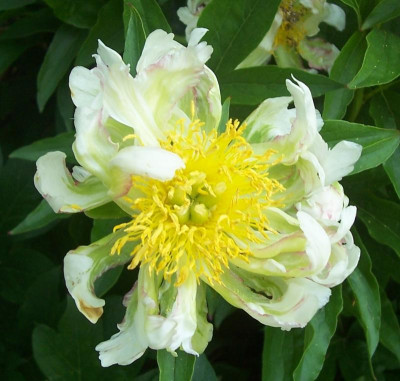 100_8737 Green Lotus.jpg