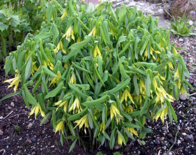 Uvularia_grandiflora_2006-05-02.jpg