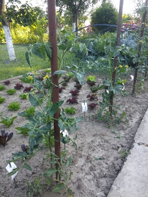 Tomate Homosa 210613.jpg