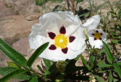 cistus-ladanifer.jpg