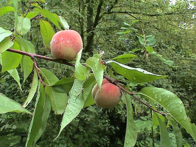 Herbstfruchte.jpg